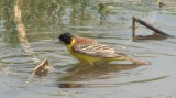 Video of Black-headed Bunting - Black-headed Bunting in very hot summer with water